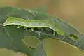 The caterpillar of the species.
