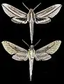 Xylophanes isaon