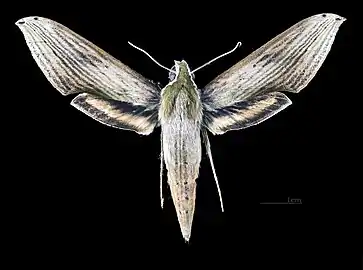 Male