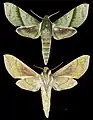 Xylophanes marginalis