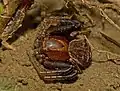 Xysticus luctator