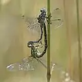 Mating pair, male is above