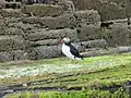 Puffin