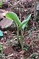Young banana plant