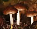 Young P. cervinus