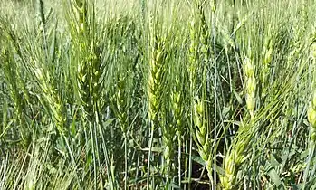 Young crop near Solapur