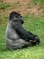 Western lowland gorilla