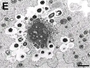 Electron micrograph of virus factory in an amoeba co-infected with Zamilon and Mont1 (scale bar: 0.1&nbsp;μm)