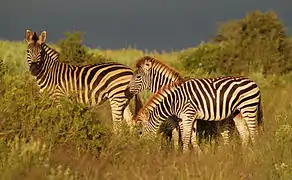 Adult Burchell's zebra and two foals