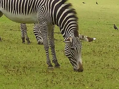 Image 3A zebra grazing at Marwell Zoological Park (from Portal:Hampshire/Selected pictures)