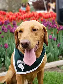 Zeke IV at the Holland Tulip Time Parade