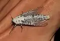 Polyphagozerra coffeae