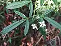 Zieria smithii