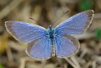 Dorsal view (male)