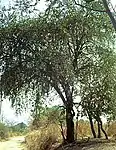 Jujube Tree-- Ziziphus mauritiana -- बदरी (Badarī) in Sanskrit; बेर in Hindi; बोर in Marathi; Kul in Bengali; இலந்தை in Tamil)