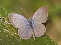 Male (upper side)