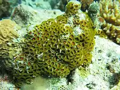 Zoanthus mantoni (zoanthid)