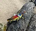 Zonocerus elegans