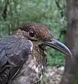 Long-billed thrush, Arunachal Pradesh, India