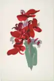 O'Keeffe, Red Canna, 1915, watercolor on paper, 19.4 by 13.0 inches (49.2&nbsp;cm ×&nbsp;33.0&nbsp;cm), Yale University Art Gallery