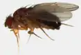 D. funebris (funebris species group)