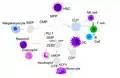 This image represents the development from a HSC to a monocyte through various transcription factors activation which are in italics. The lymphoid cell development junctures to the right while the myeloid cell development junctures to the left side and below. Each cell that doesn't contain much in their cytoplasm represents a type of precursor cell. Each cell name is above each cell.