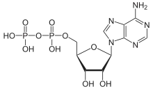 Skeletal formula of ADP