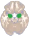 Dorsal view of the amygdala in an average human brain