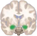 Frontal view of the amygdala in an average human brain
