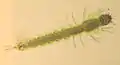 Anopheles larva from southern Germany, about 8 mm long
