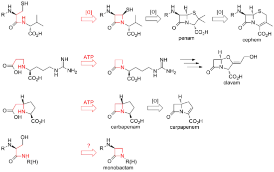Overview of biosynthetic routes to the different classes of β-lactam compounds.