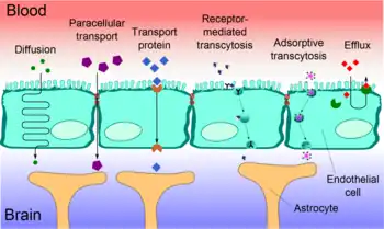 An image depicting blood–brain barrier shape and function.