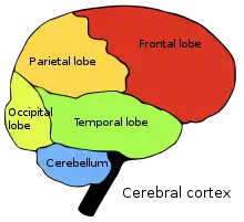 Four cerebral lobes and cerebellum:.mw-parser-output .legend{page-break-inside:avoid;break-inside:avoid-column}.mw-parser-output .legend-color{display:inline-block;min-width:1.25em;height:1.25em;line-height:1.25;margin:1px 0;text-align:center;border:1px solid black;background-color:transparent;color:black}.mw-parser-output .legend-text{} Occipital lobe.mw-parser-output .legend{page-break-inside:avoid;break-inside:avoid-column}.mw-parser-output .legend-color{display:inline-block;min-width:1.25em;height:1.25em;line-height:1.25;margin:1px 0;text-align:center;border:1px solid black;background-color:transparent;color:black}.mw-parser-output .legend-text{} Parietal lobe.mw-parser-output .legend{page-break-inside:avoid;break-inside:avoid-column}.mw-parser-output .legend-color{display:inline-block;min-width:1.25em;height:1.25em;line-height:1.25;margin:1px 0;text-align:center;border:1px solid black;background-color:transparent;color:black}.mw-parser-output .legend-text{} Frontal lobe.mw-parser-output .legend{page-break-inside:avoid;break-inside:avoid-column}.mw-parser-output .legend-color{display:inline-block;min-width:1.25em;height:1.25em;line-height:1.25;margin:1px 0;text-align:center;border:1px solid black;background-color:transparent;color:black}.mw-parser-output .legend-text{} Temporal lobe