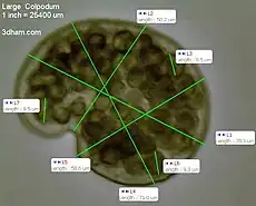 Measurements of a large Colpodium at 400x.