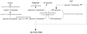 Pathways of galactose metabolism