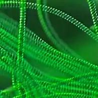 Helical filaments of cyanobacteria