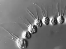 Desmarella moniliformis colony under PCM