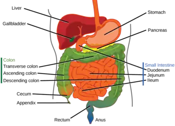Labeled abdominal anatomy including segments of large and small bowel.