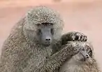 Allogrooming monkeys
