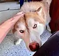 Complete heterochromia in a female sled dog
