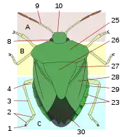 26 = Heteroptera scutellum