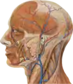 Lateral head anatomy detail