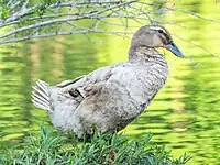 Leucistic female mallard duck (Anas platyrhynchos)