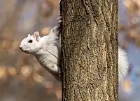 Leucistic eastern gray squirrel (Sciurus carolinensis)