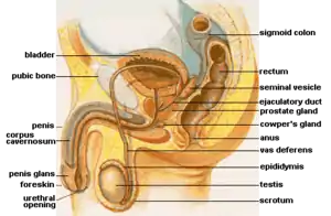 Male anatomy