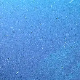 Marine snow is the shower of organic particles that falls from upper waters to the deep ocean It is a major exporter of carbon.