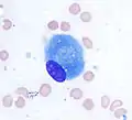 Osteoblast (Wright Giemsa stain, 100x)