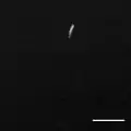 CSLM of Photobacterium profundum SS9 expressing GFP. Bar = 10 micrometre