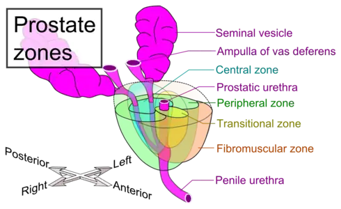 Zones of prostate