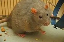 Picture of an overweigh rat
